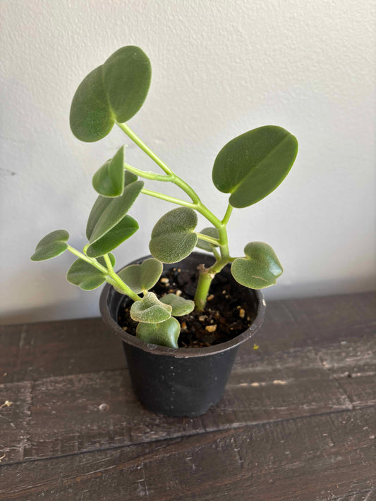 Peperomia Varieties in Nursery Pots