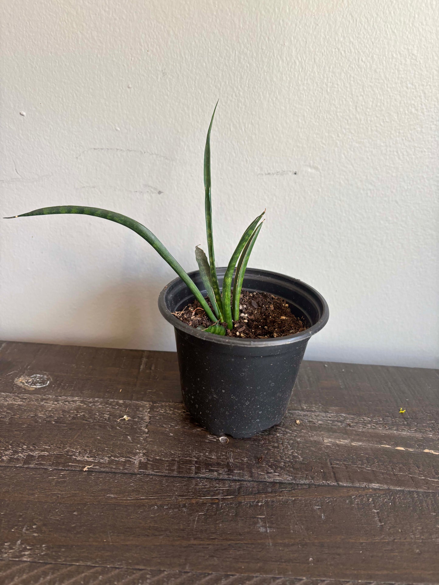 Sansevieria Fernwood
