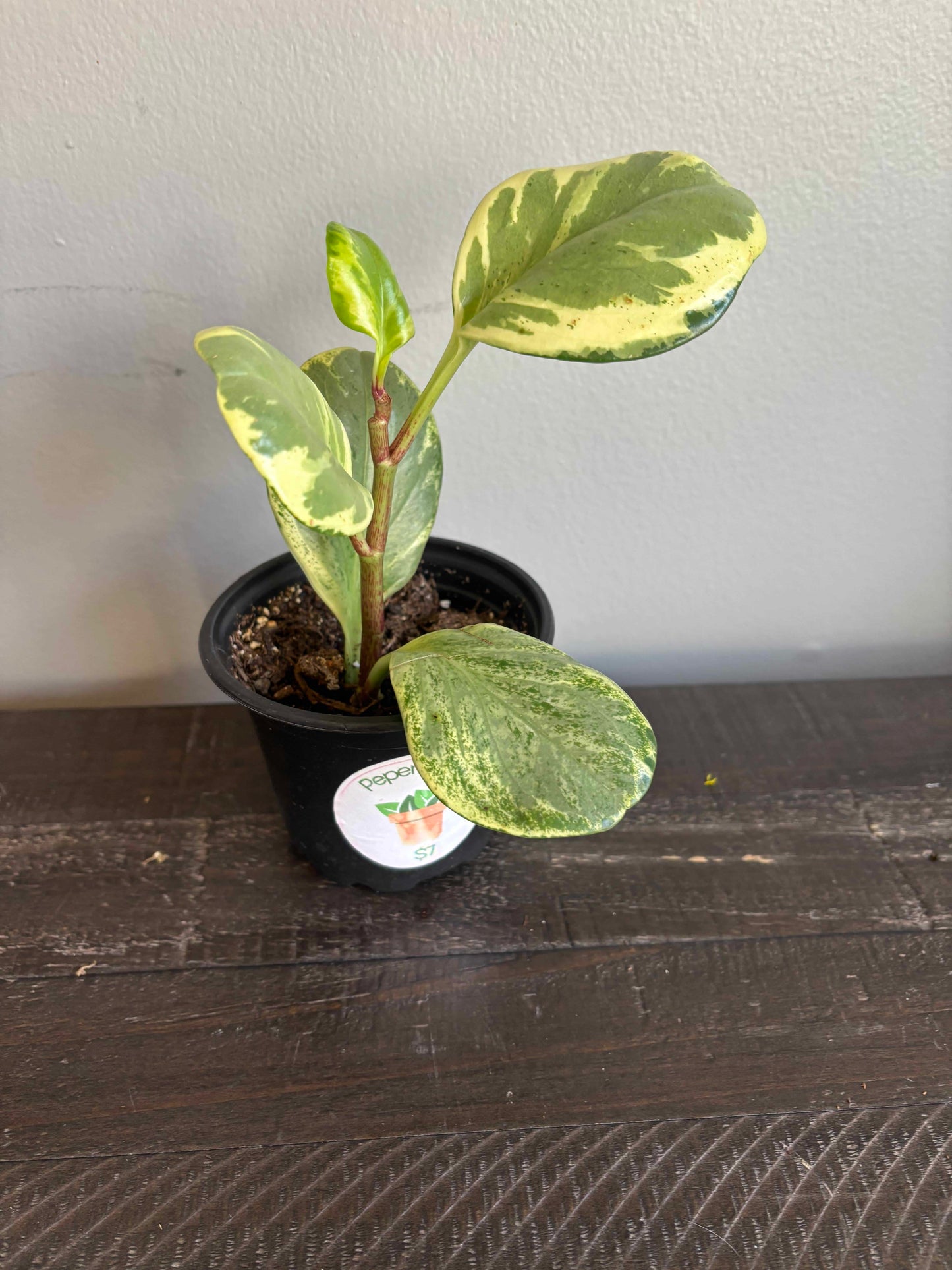 Peperomia Varieties in Nursery Pots