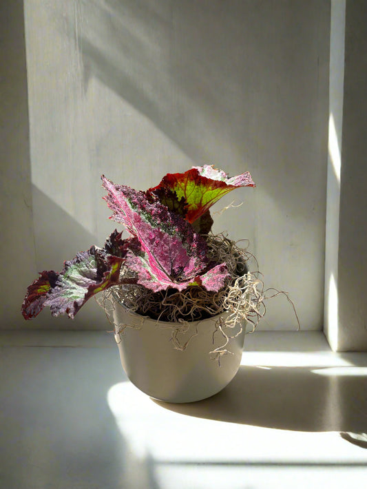 Rex Begonia Potted
