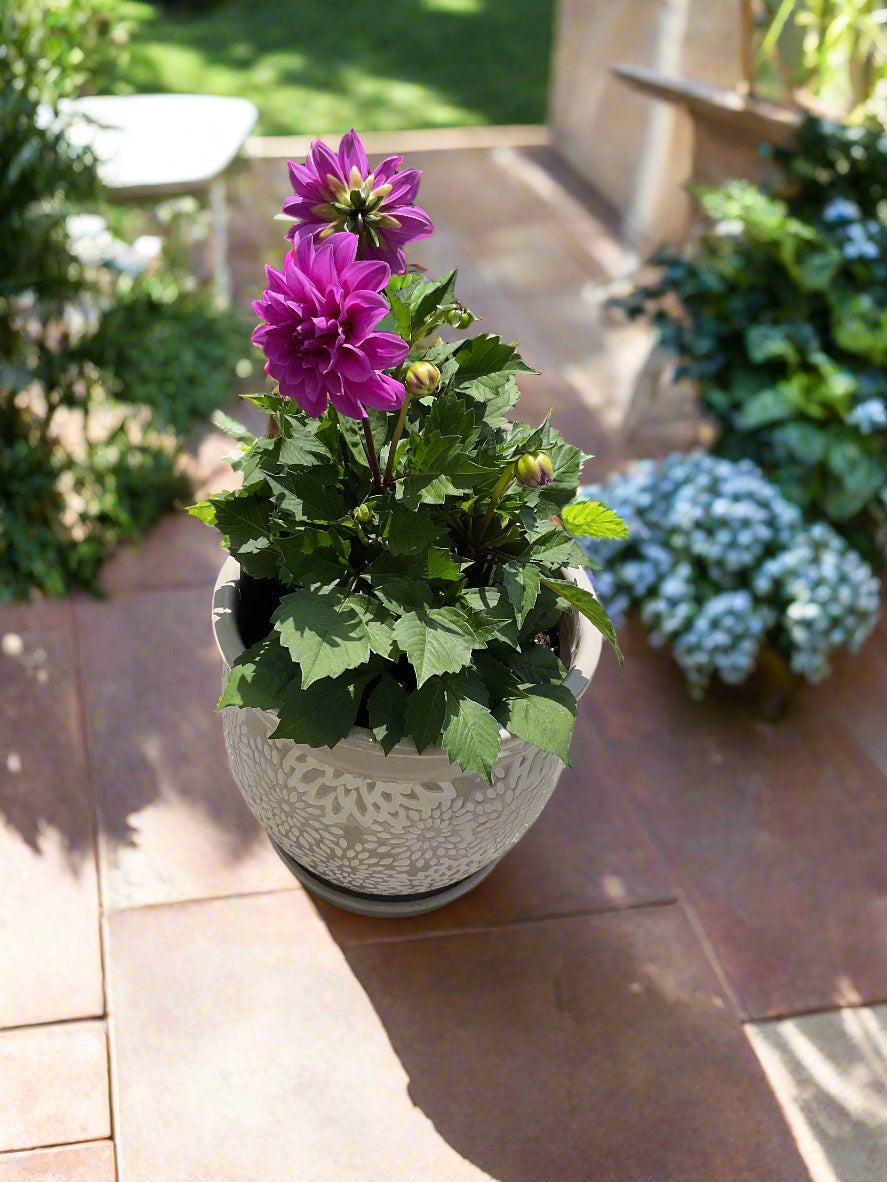 Dahila Hypnotica Lavender Potted