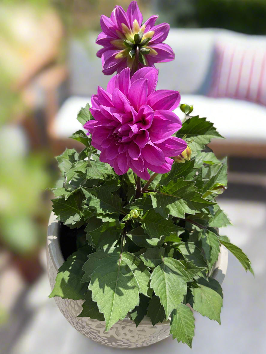 Dahila Hypnotica Lavender Potted