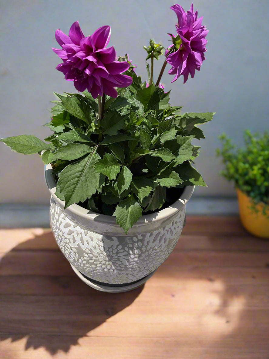 Dahila Hypnotica Lavender Potted