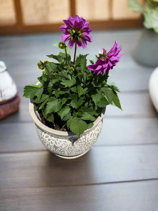 Dahila Hypnotica Lavender Potted