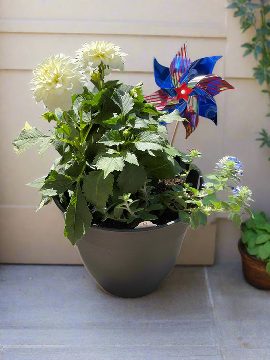 White Dahlia in Black 10 inch pot with Blue Morning Glory