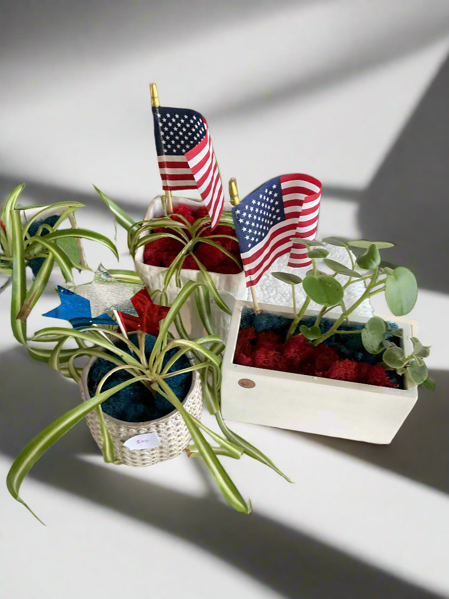 Red, White and Bloom Houseplants