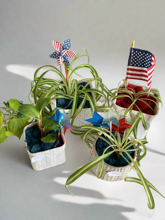 Red, White and Bloom Houseplants