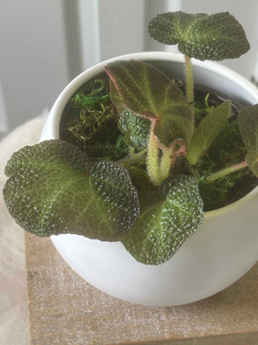 Begonia Soli-Mutata