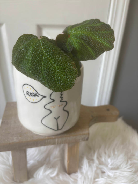 Begonia Soli-Mutata in 'Hear Me Roar' Pot