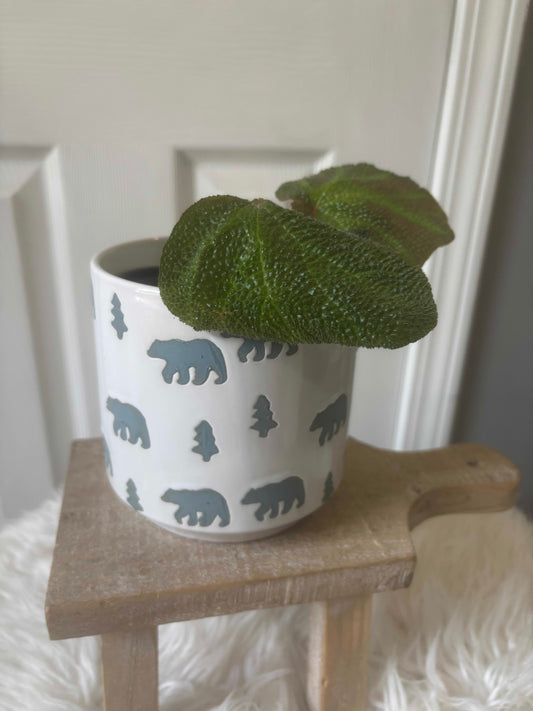 Begonia Soli-Mutata in a Grizzly Pot