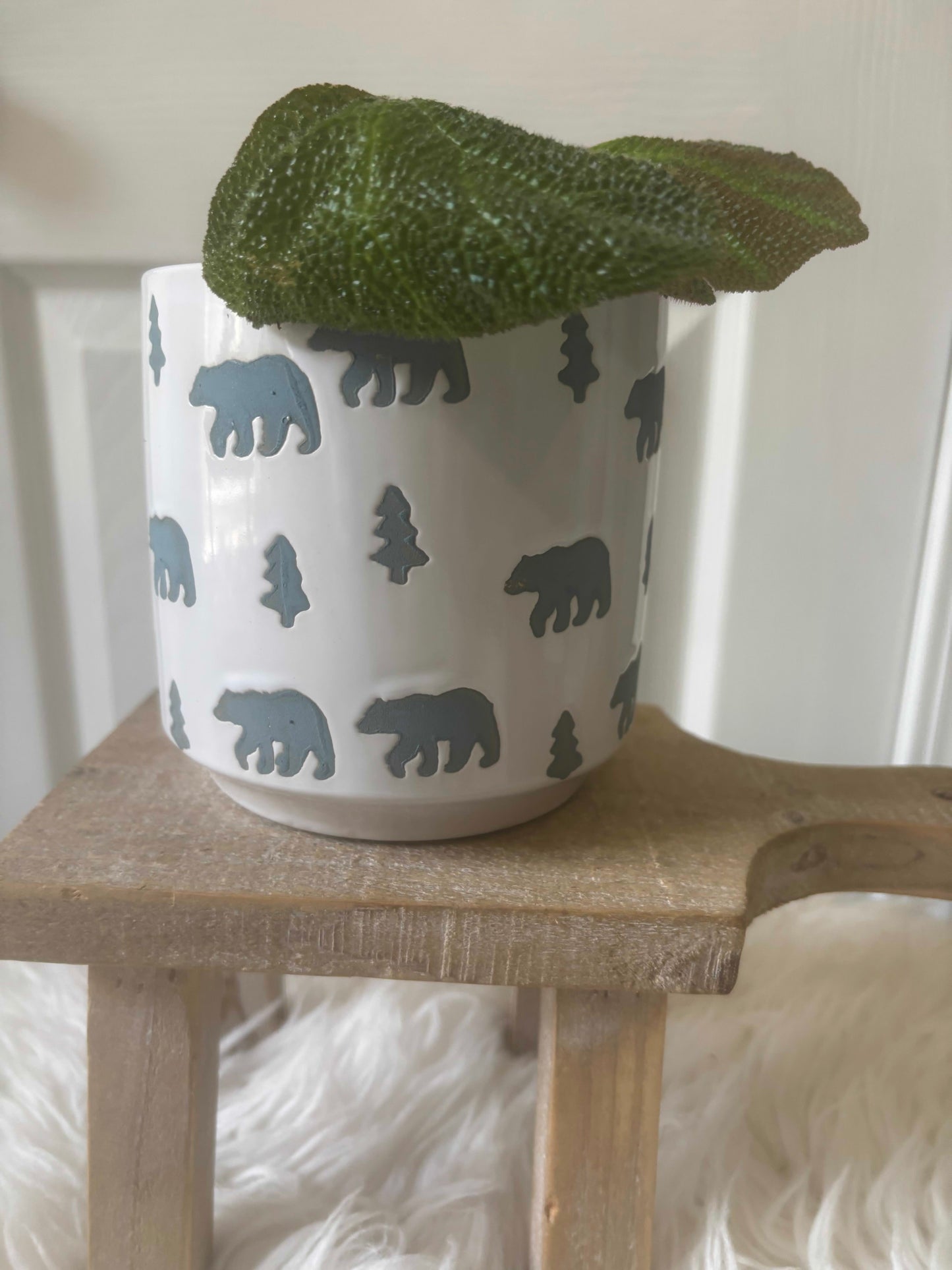 Begonia Soli-Mutata in a Grizzly Pot