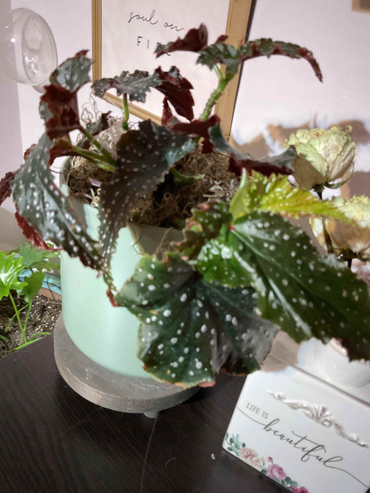 Begonia 'Fannie Moser' Angelwing
