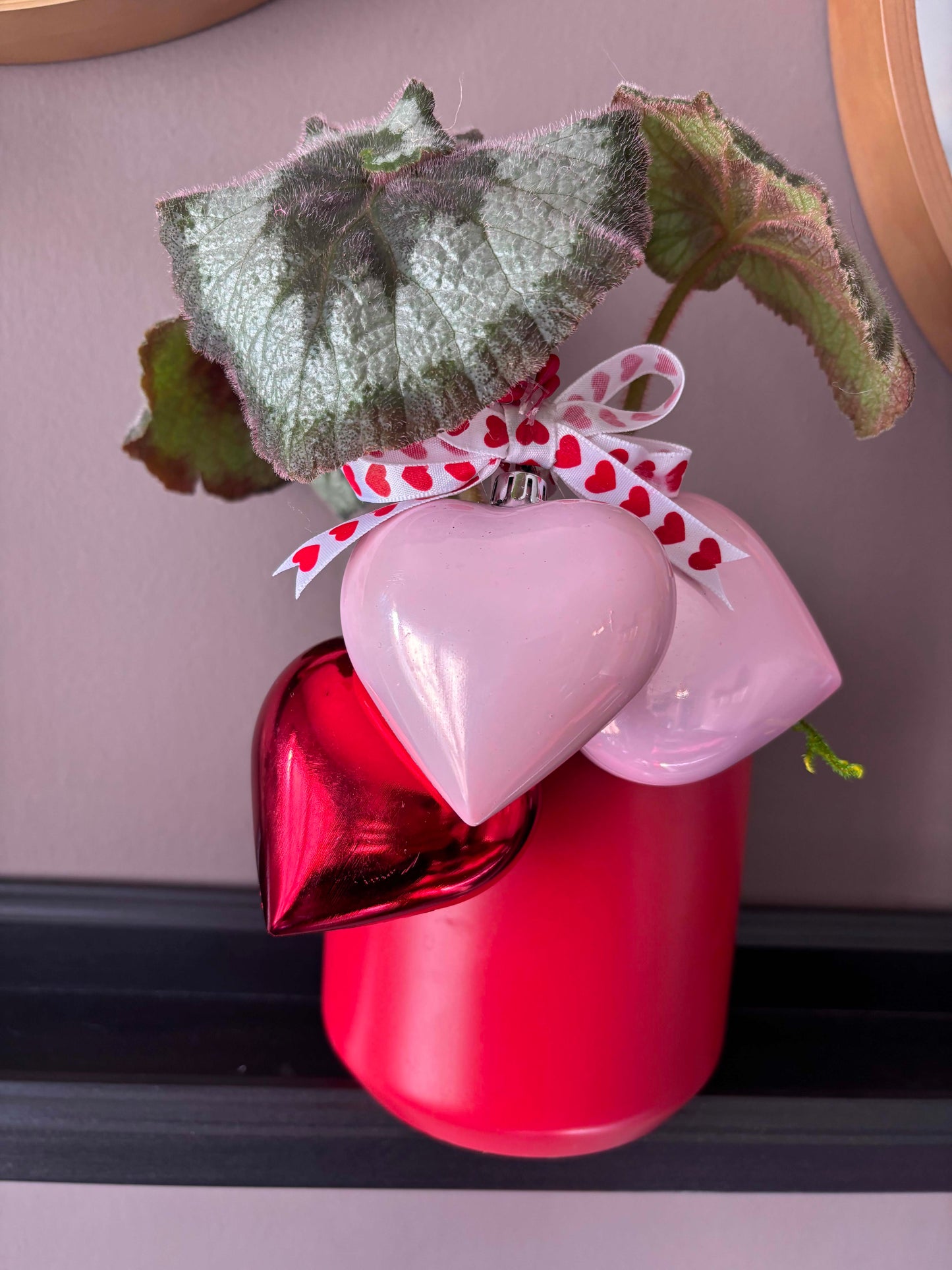Valentine's Day Begonia 'Escargot'