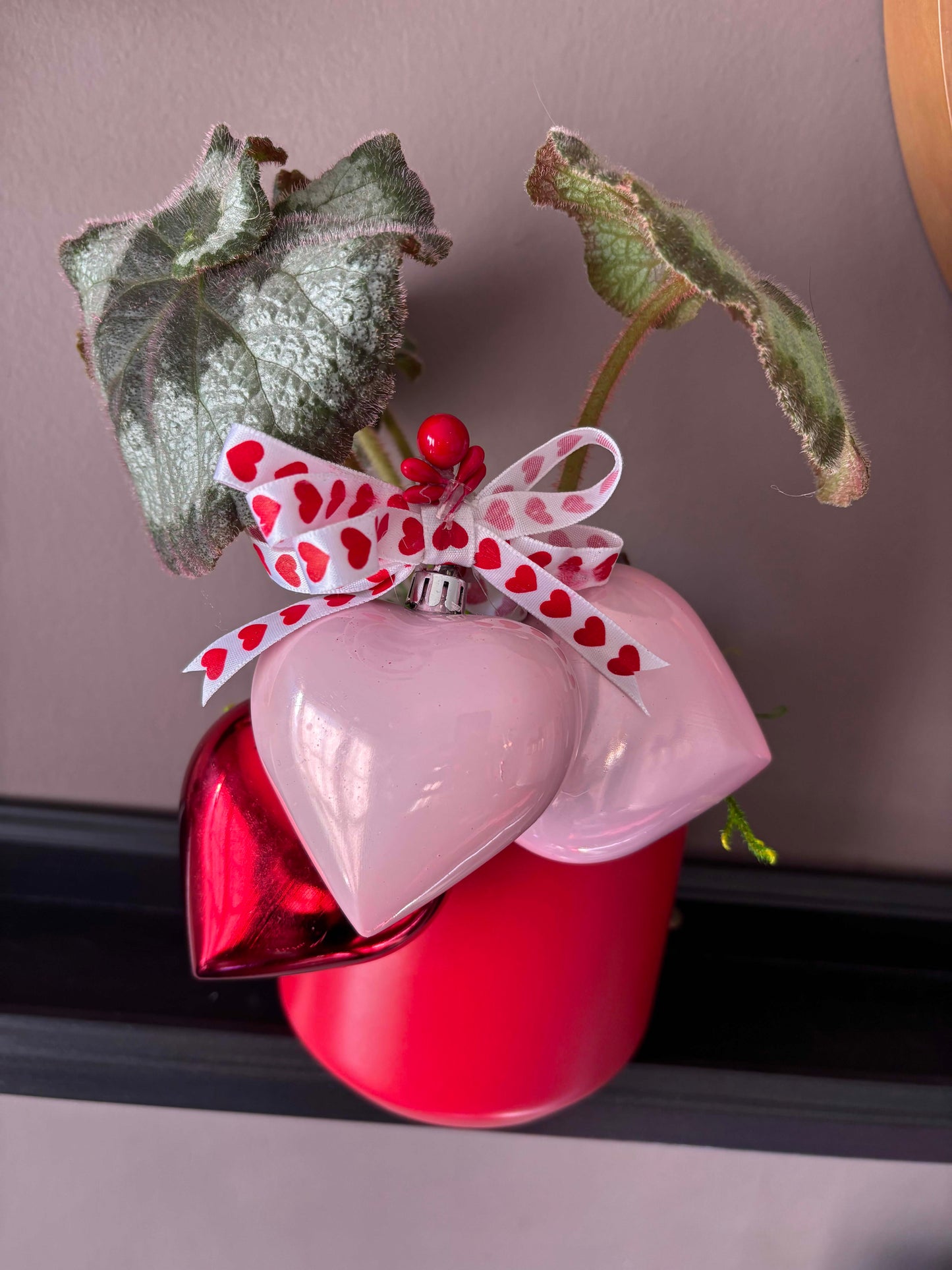 Valentine's Day Begonia 'Escargot'