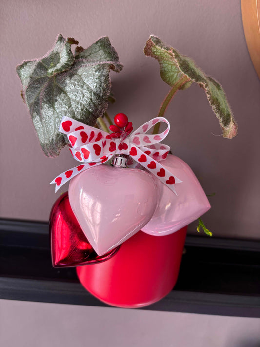 Valentine's Day Begonia 'Escargot'