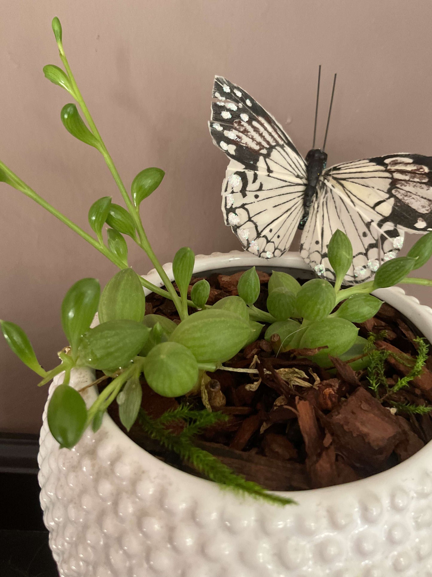 String of Watermelon