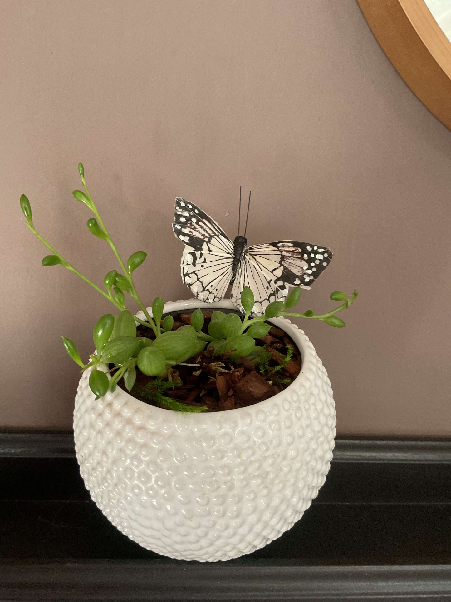 String of Watermelon