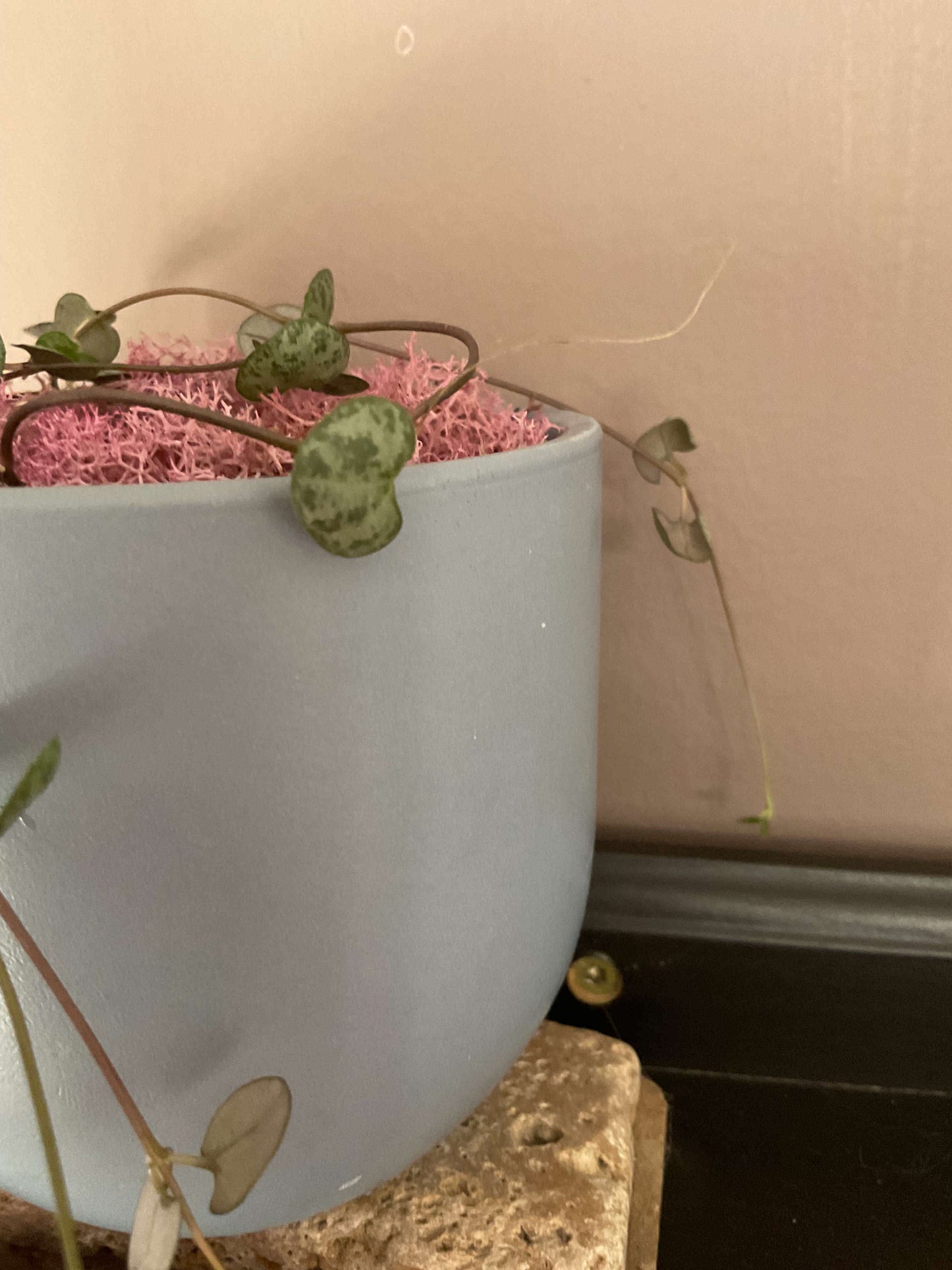 String of Hearts in 4 inch matte blue pot