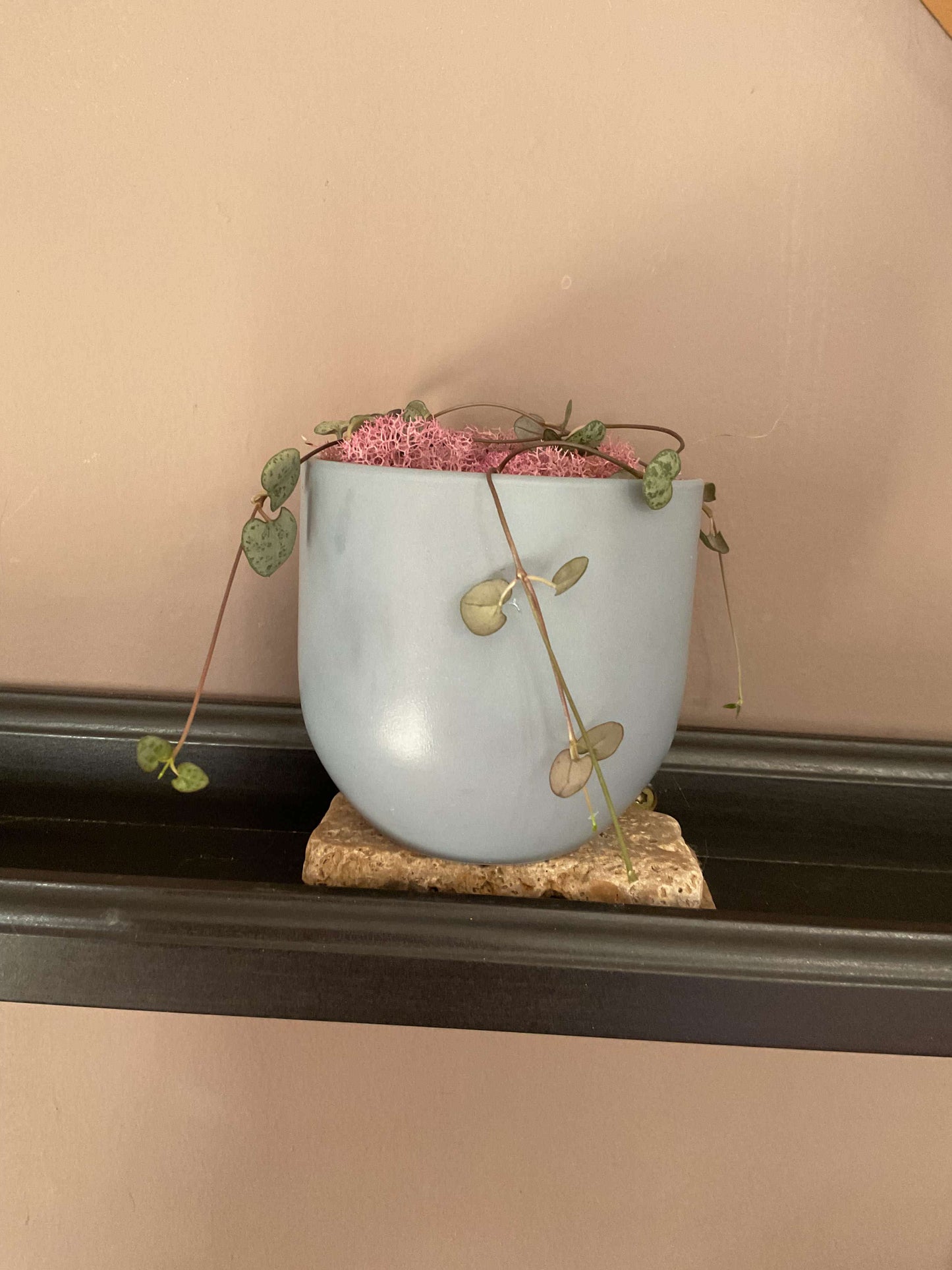 String of Hearts in 4 inch matte blue pot