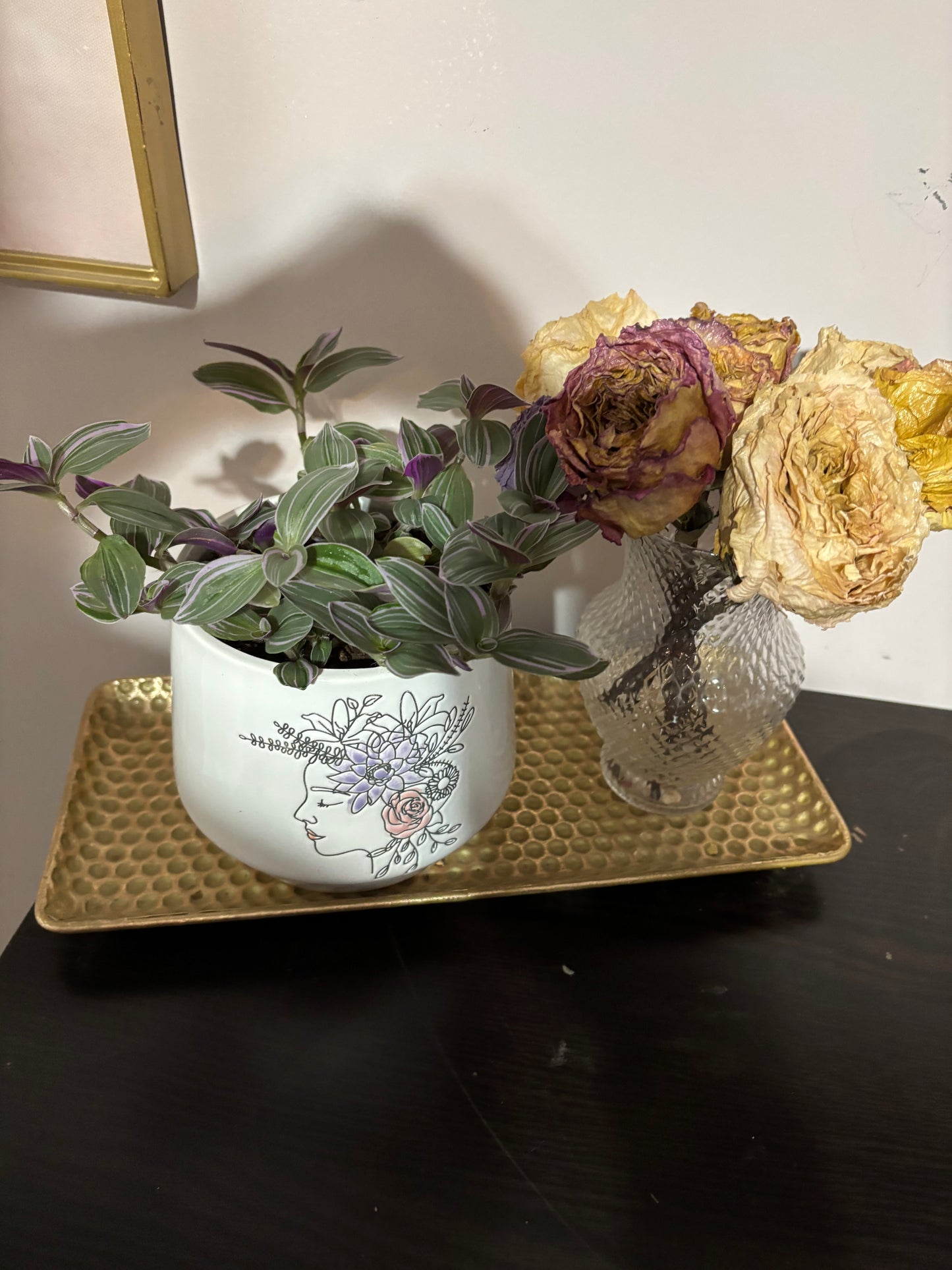 Tradescantia "Nanouk"