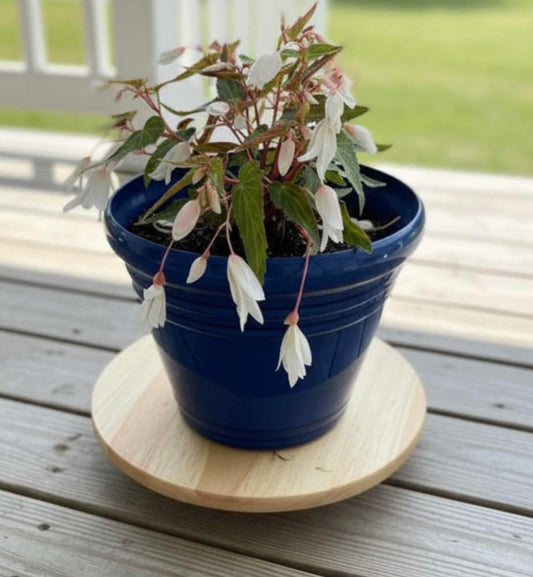 Patio Potted Begonia