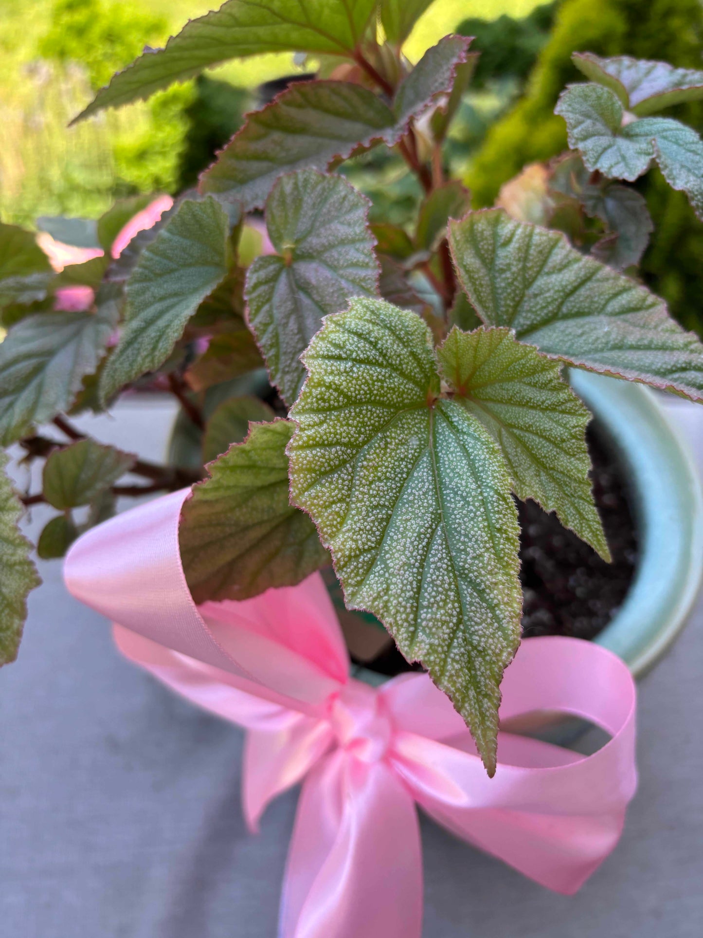 Sinbad Begonia