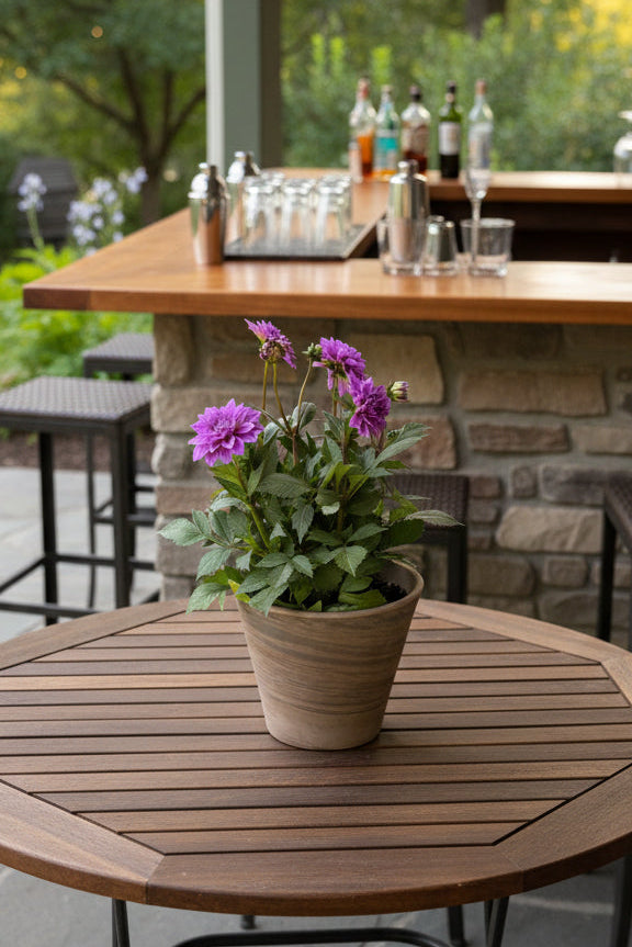 Patio Potted Dahlia Purple