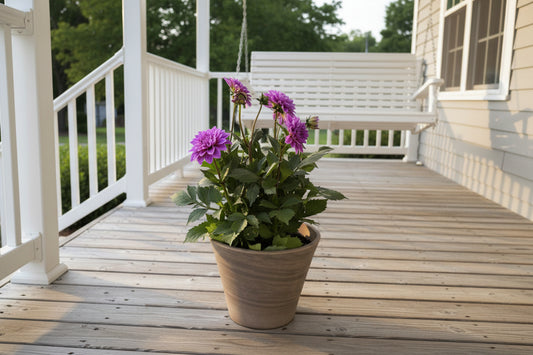 Potted plant with purple flowers on a concrete surface