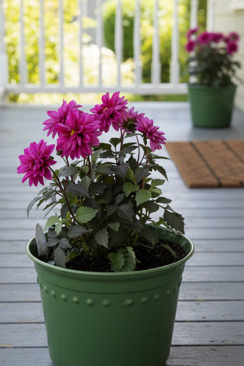 Patio Potted Dahlia Pink