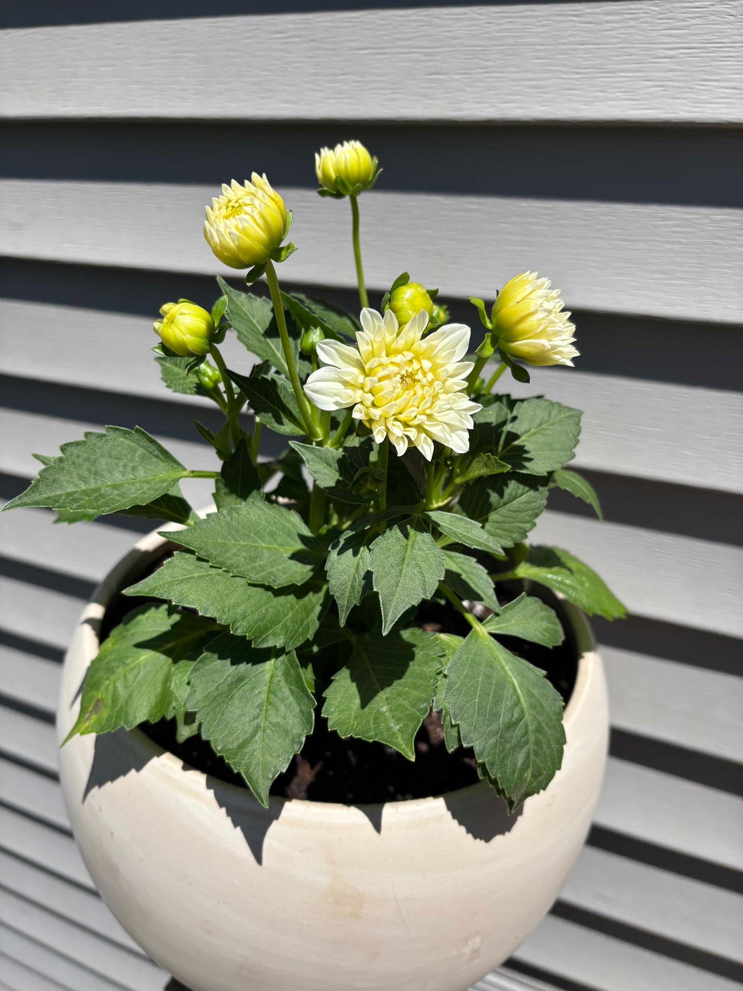 Patio Potted Dahlia White