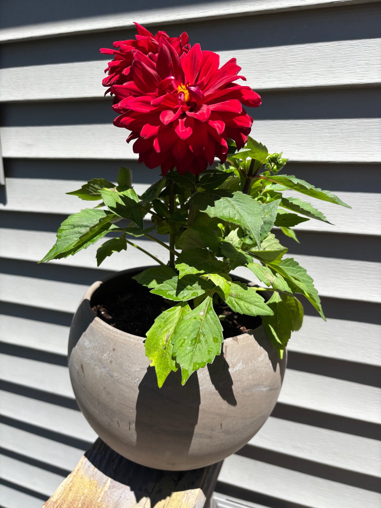 Patio Potted Dahlia Red