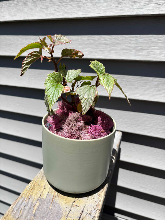 Sinbed Begonia