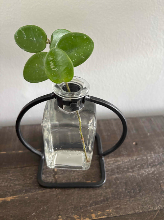 Propagation Vase with Hoya