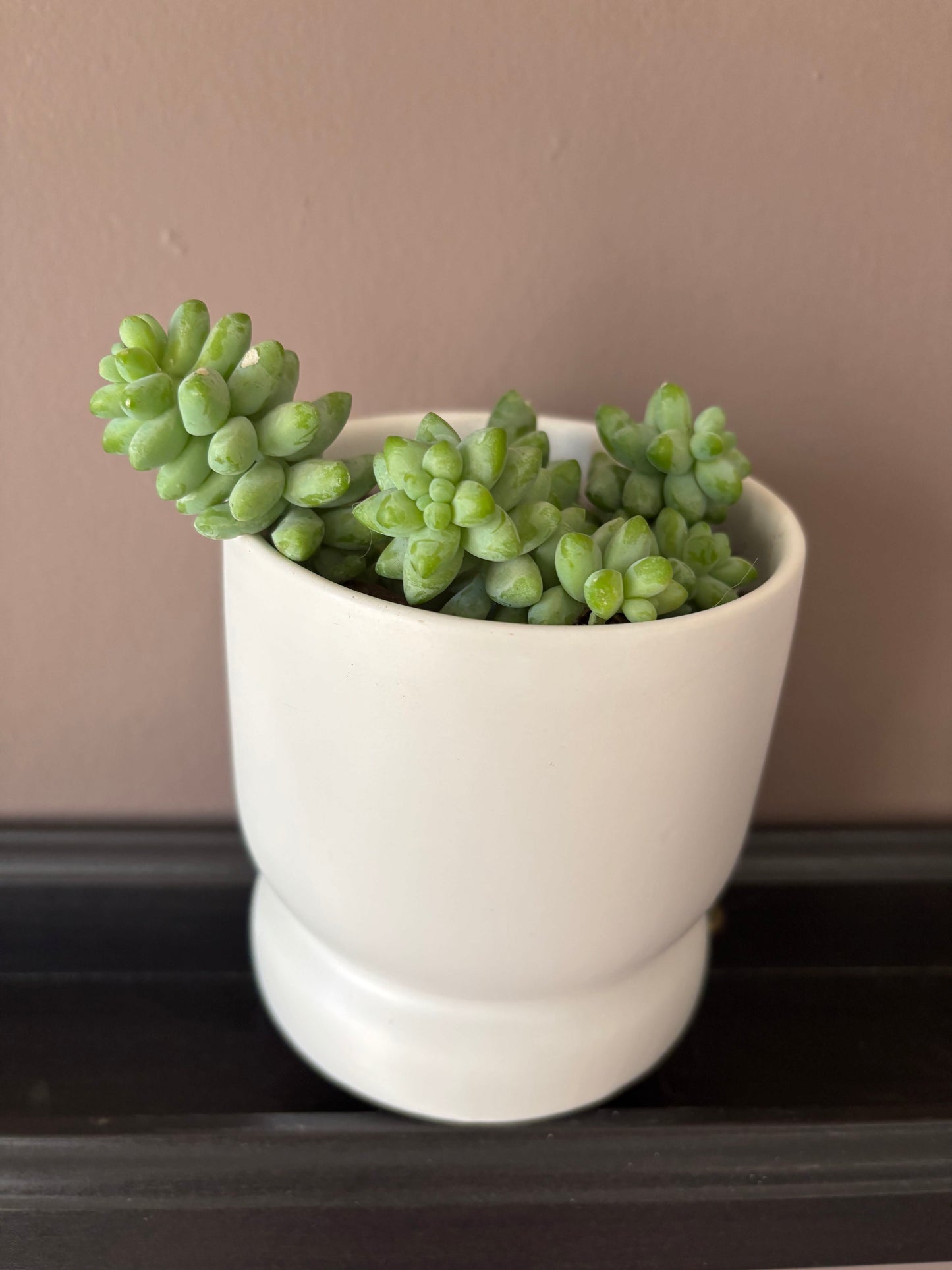 Potted Succulent "Burro's Tail" or Donkey Tail