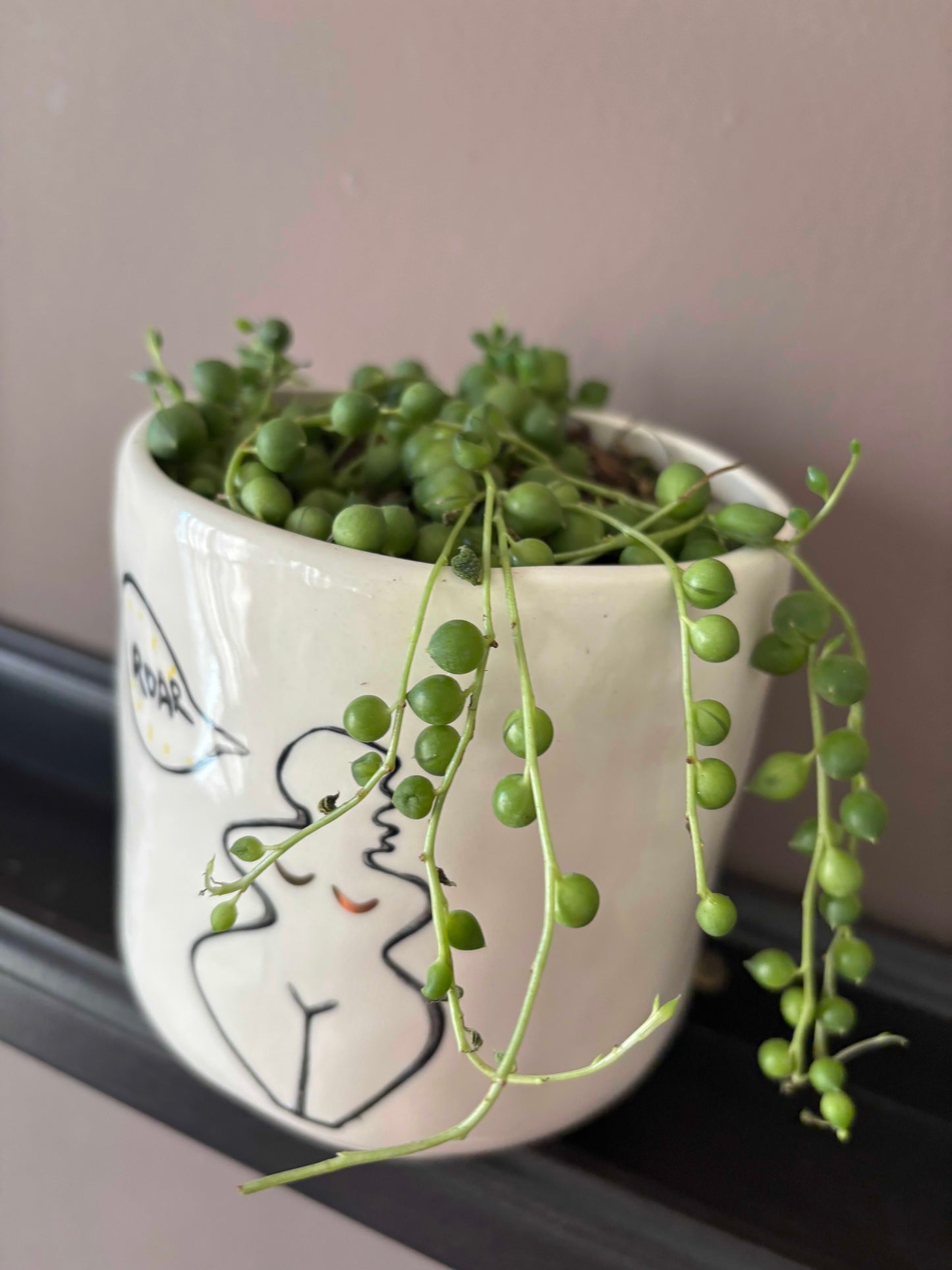 Potted String of Pearls