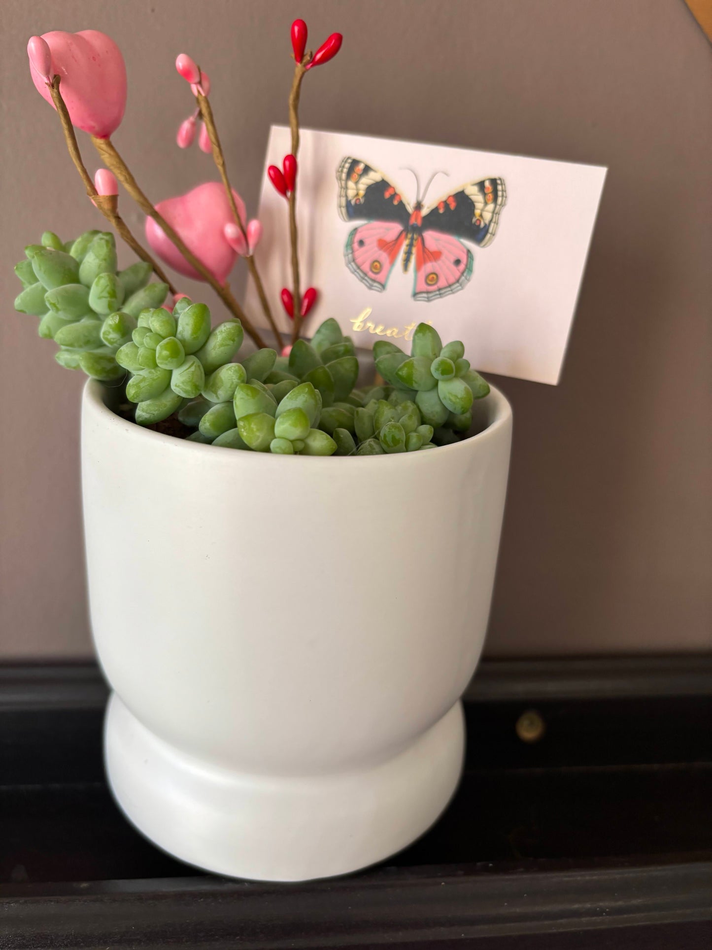 Potted Succulent "Burro's Tail" or Donkey Tail