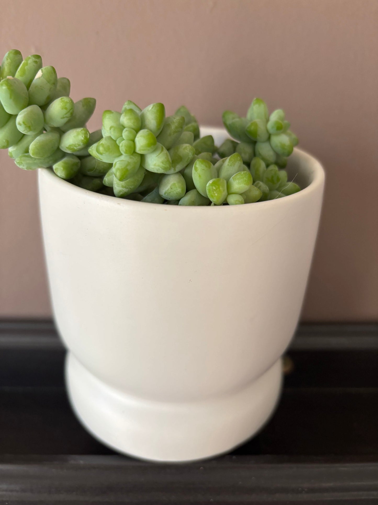 Potted Succulent "Burro's Tail" or Donkey Tail
