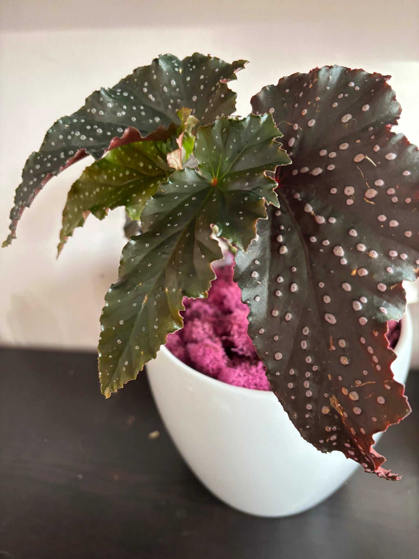 Begonia 'Fannie Moser' Angelwing