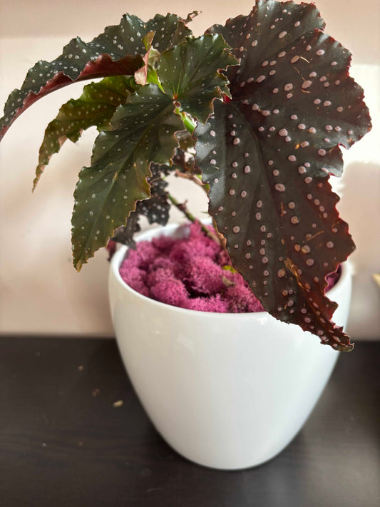 Begonia 'Fannie Moser' Angelwing