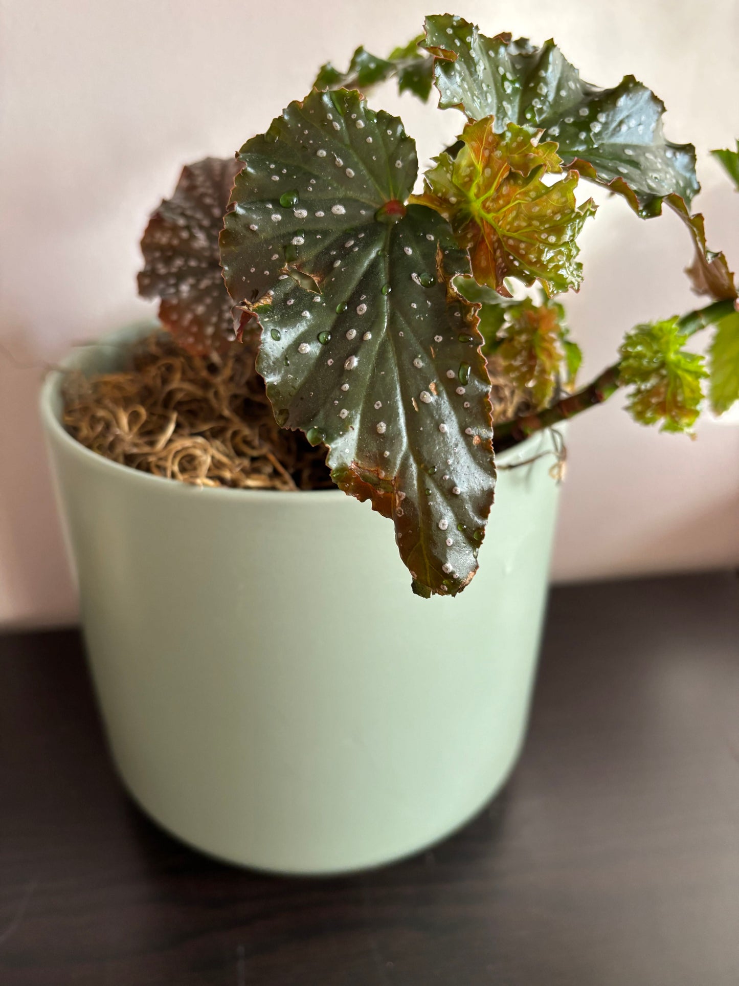 Begonia 'Fannie Moser' Angelwing