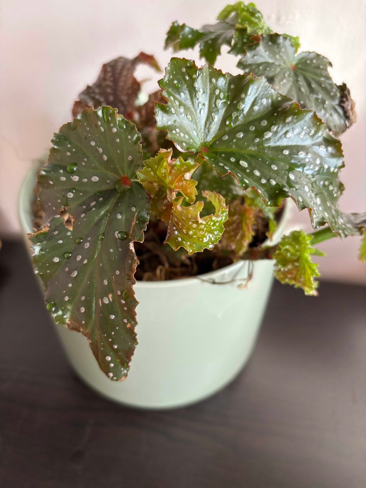 Begonia 'Fannie Moser' Angelwing