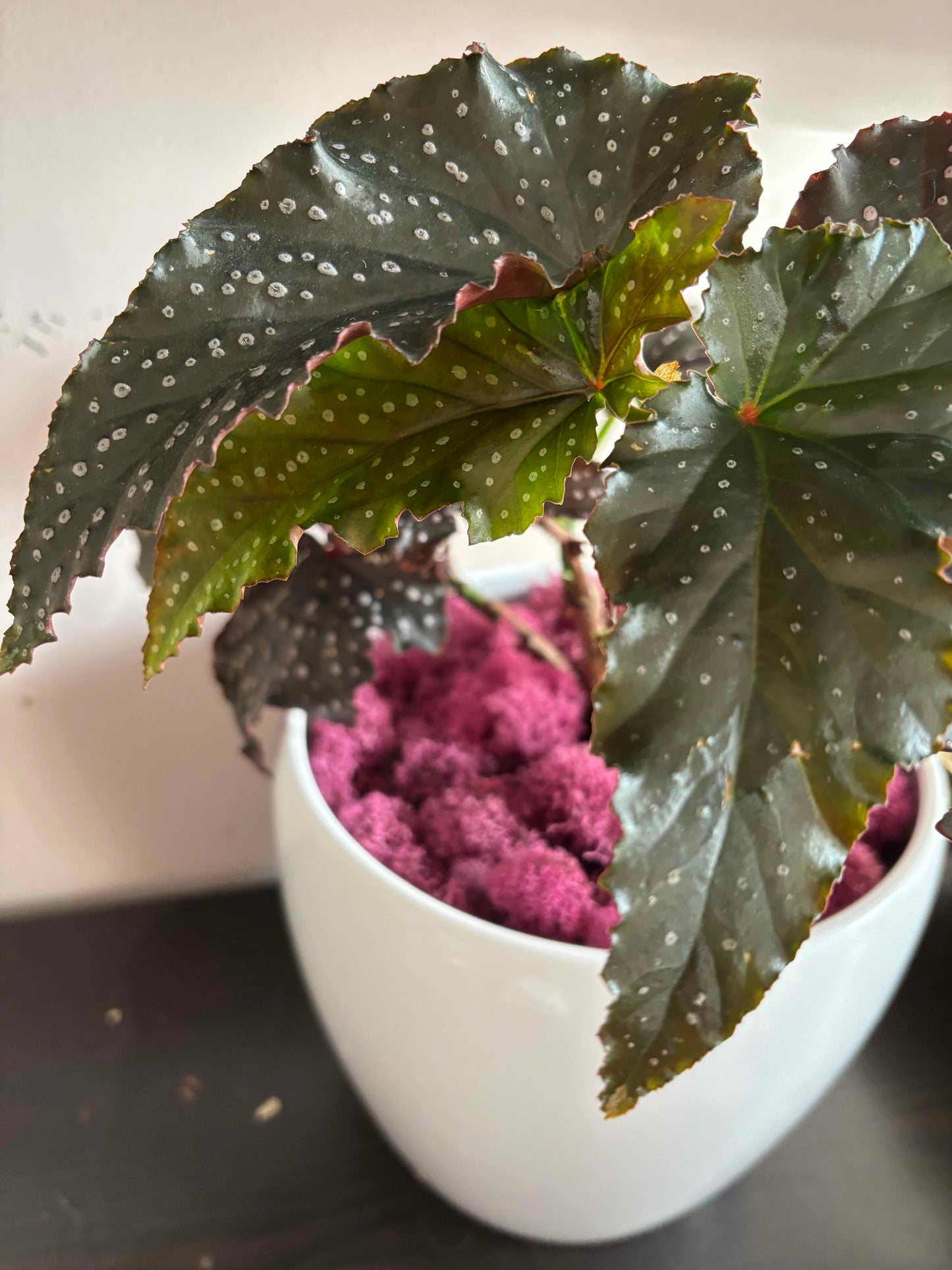 Begonia 'Fannie Moser' Angelwing