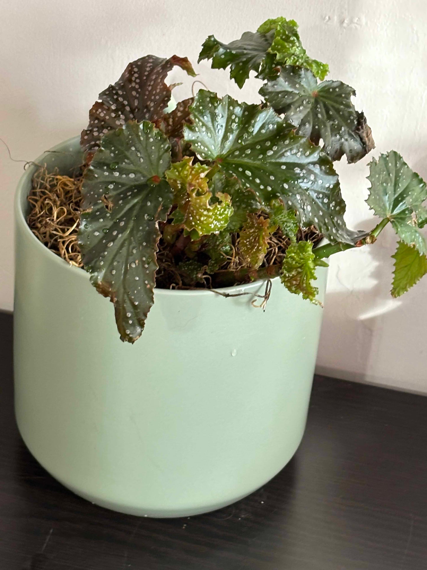 Begonia 'Fannie Moser' Angelwing