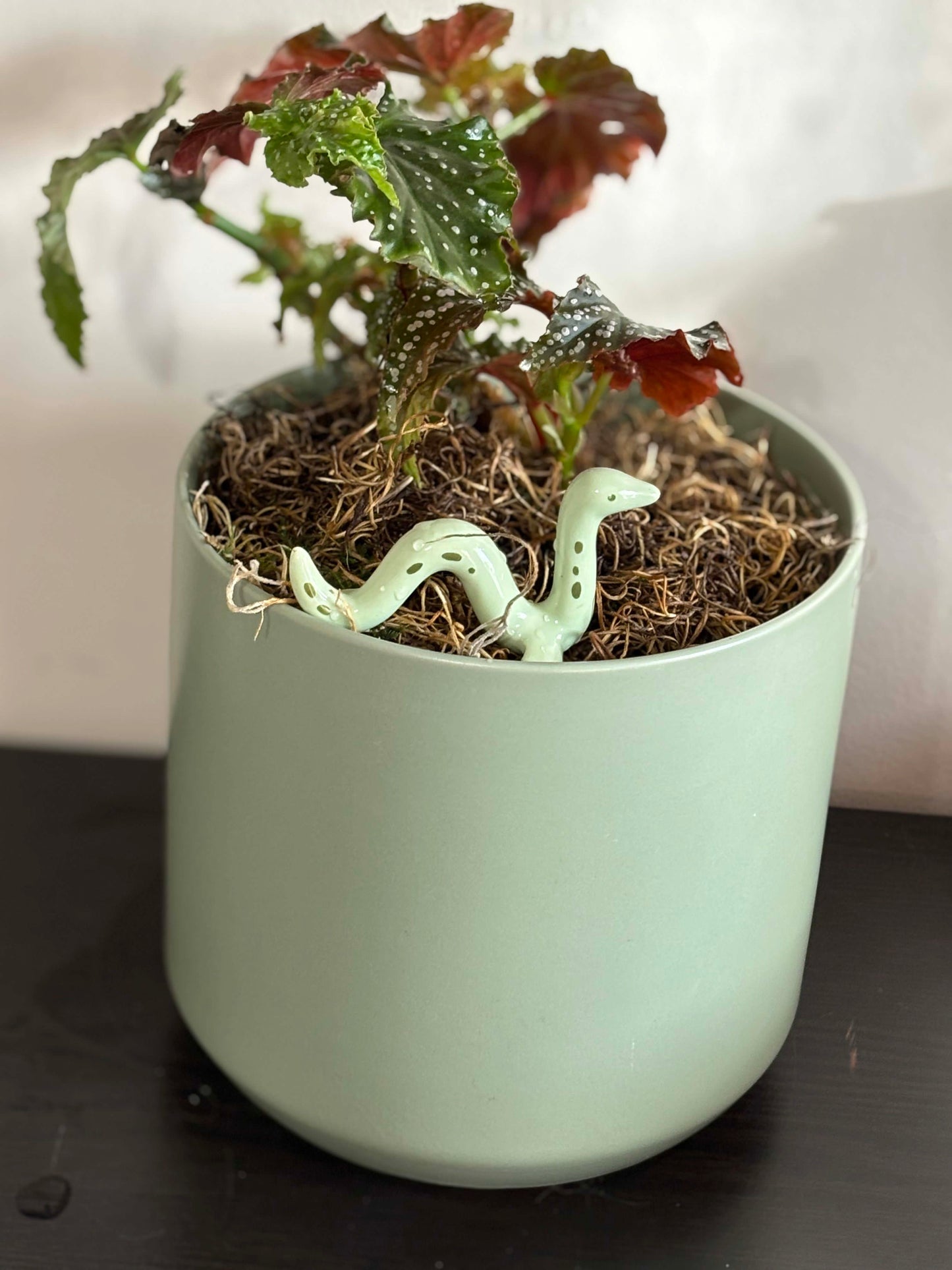 Begonia 'Fannie Moser' Angelwing