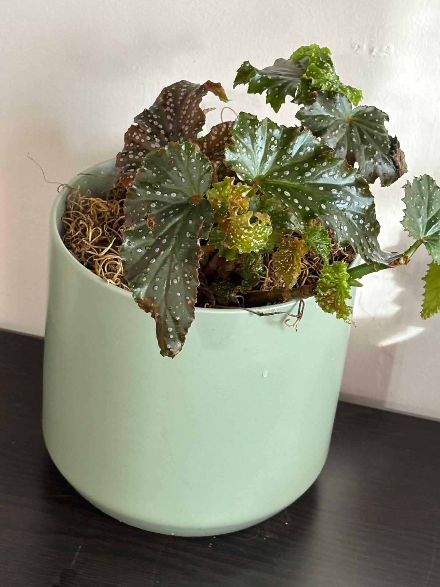 Begonia 'Fannie Moser' Angelwing