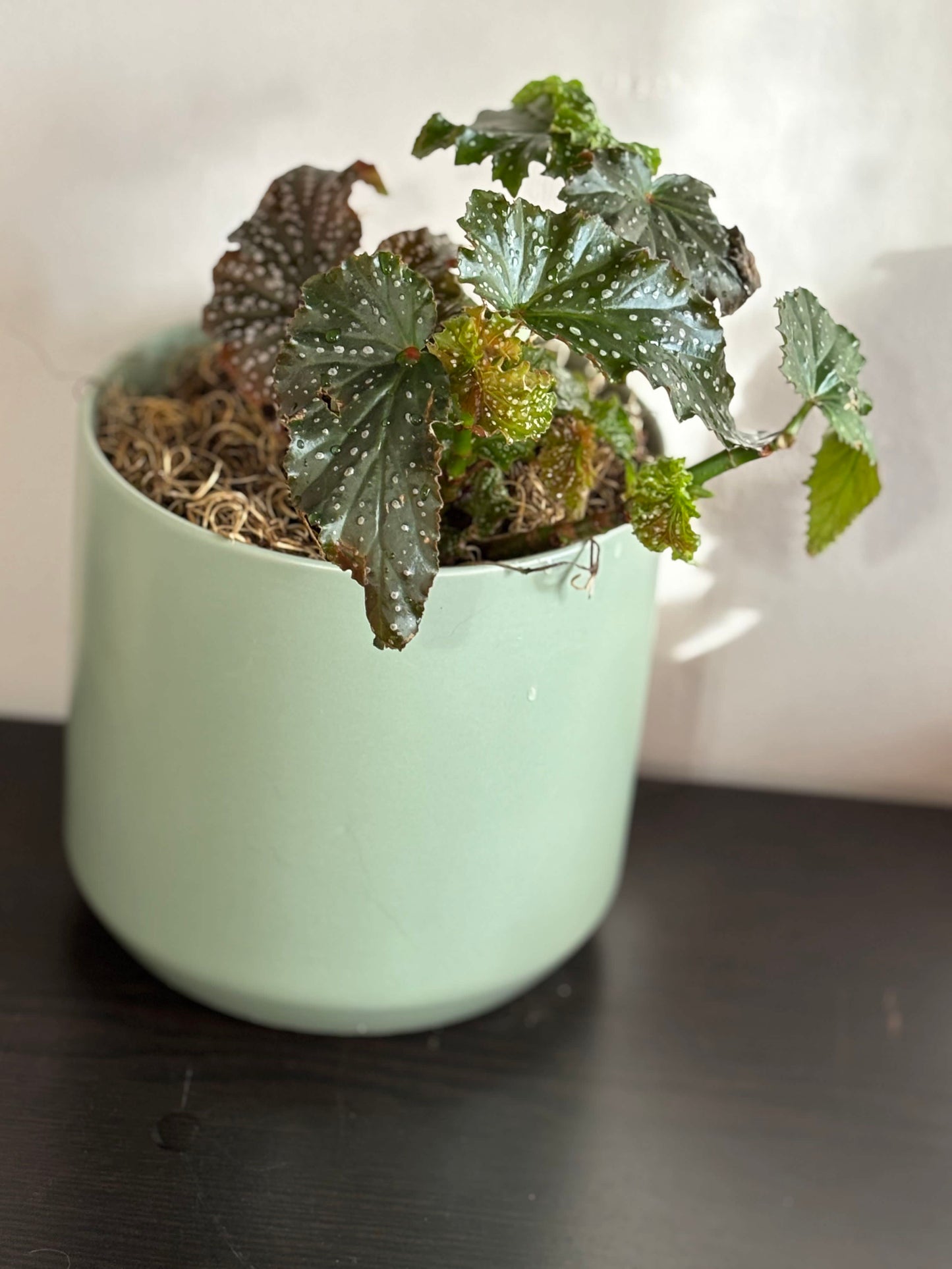 Begonia 'Fannie Moser' Angelwing