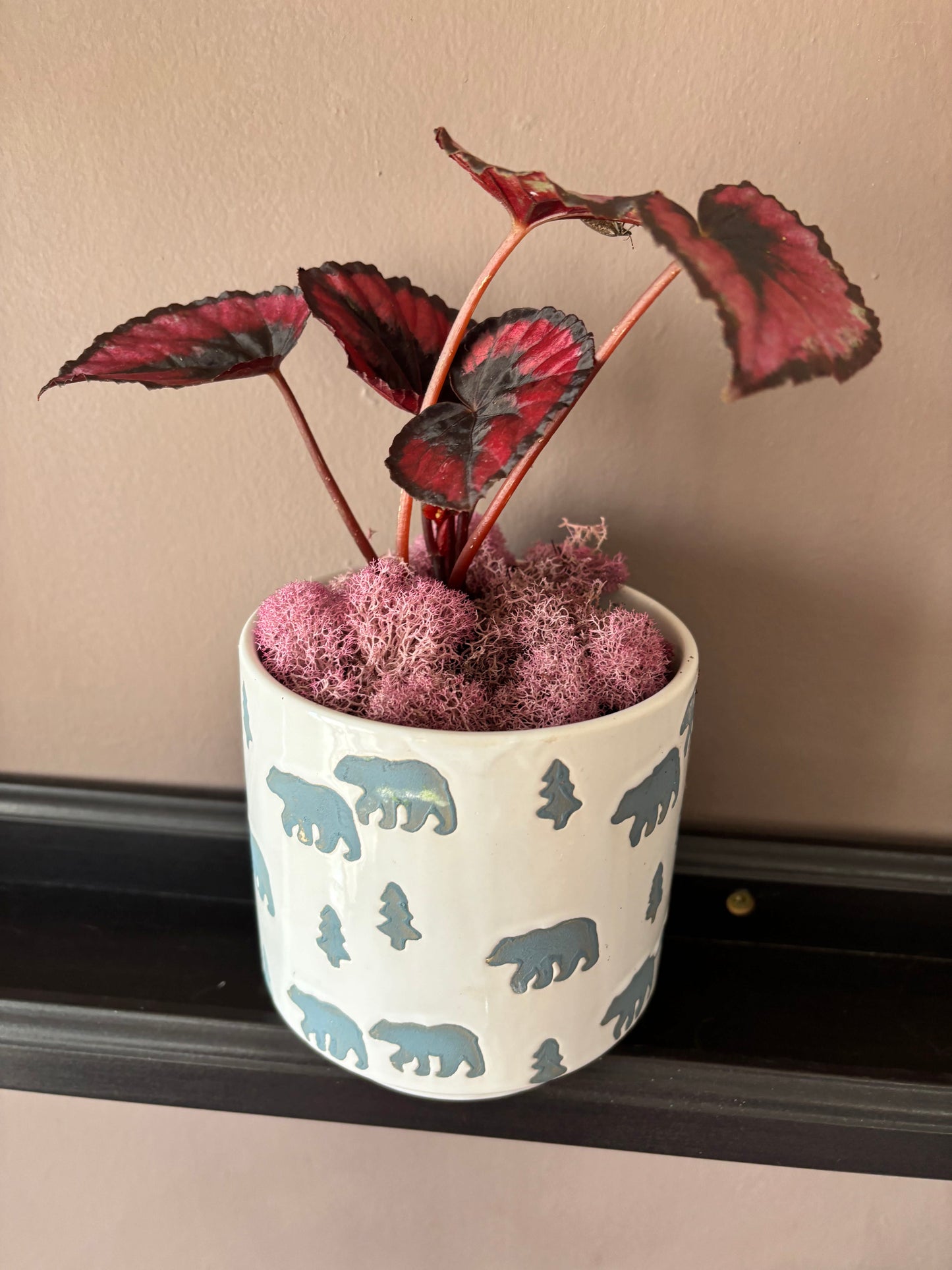 Potted Begonia in Grizzly Pot