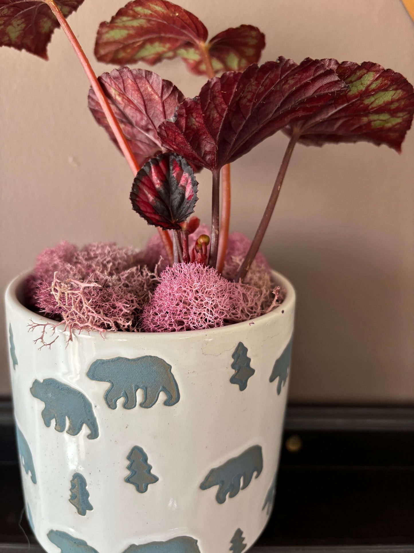 Potted Begonia in Grizzly Pot