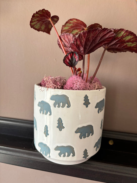 Potted Begonia in Grizzly Pot