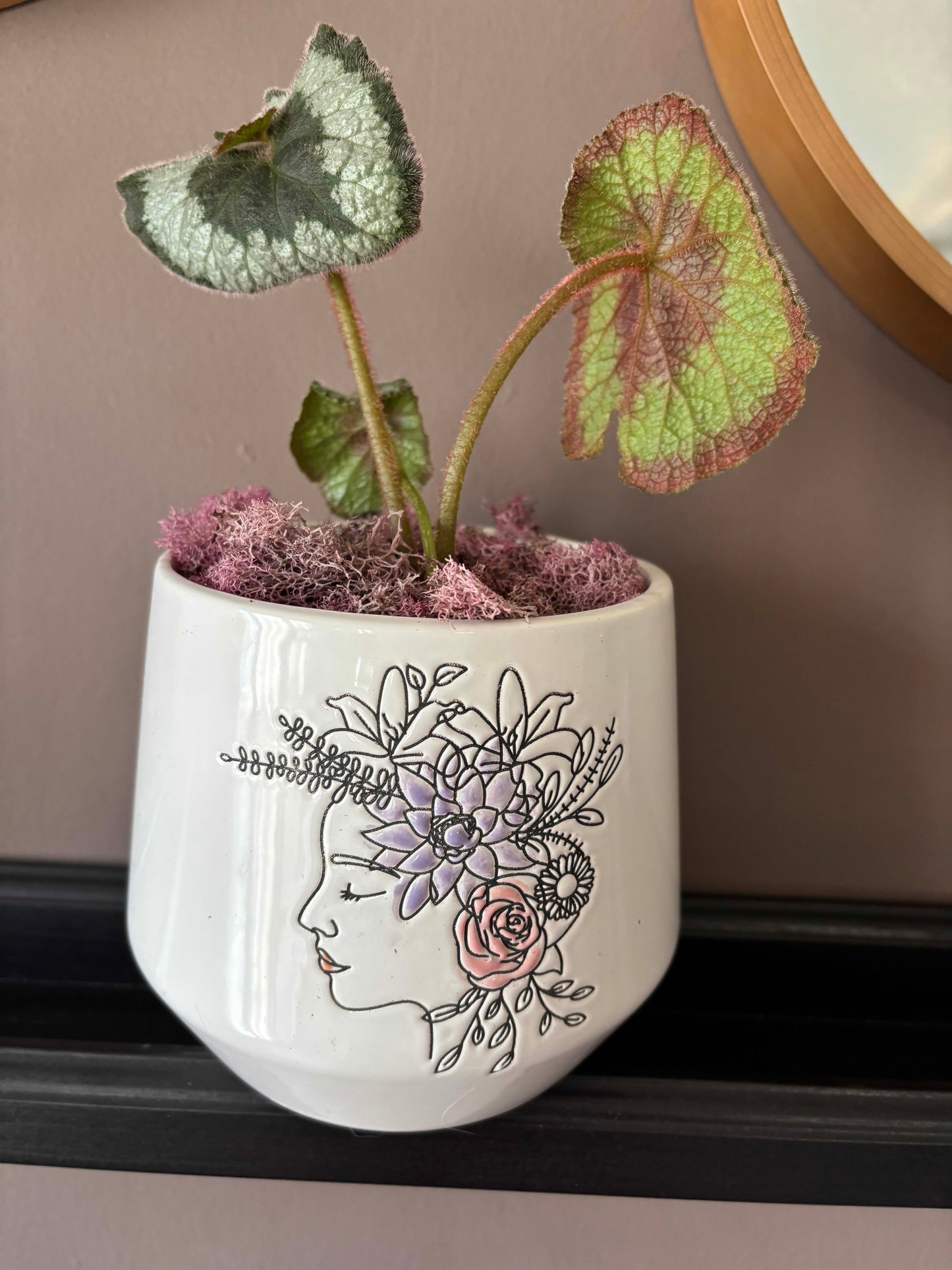 Potted Begonia 'Escargot'